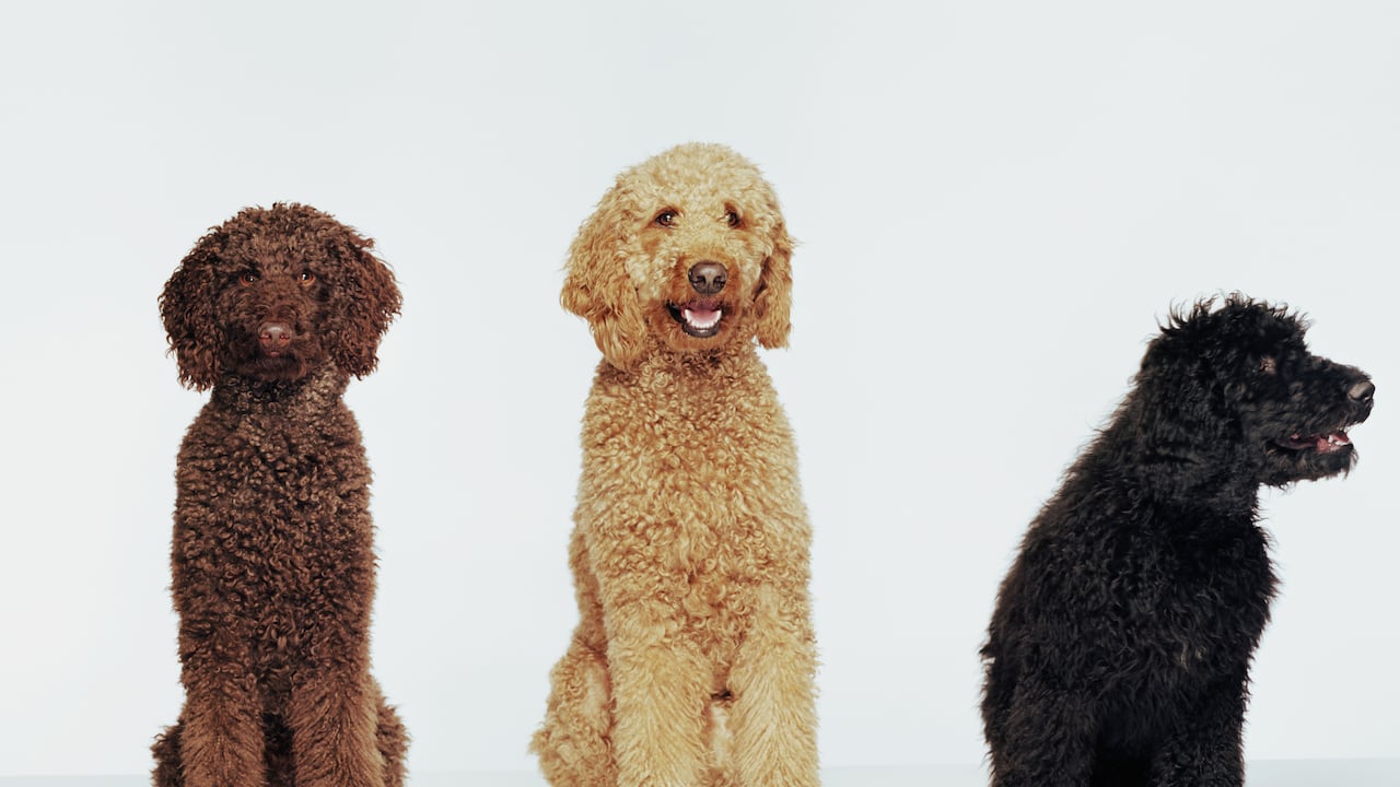 Perro Caniche o poodle (Foto Getty)