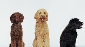 Perro Caniche o poodle (Foto Getty)
