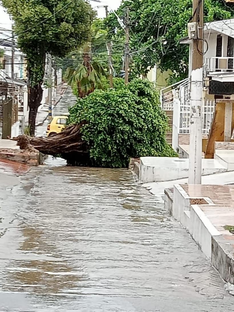 El árbol cayó sobre la vía y quedó obstaculizando el paso