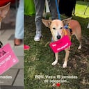 Pepa, la perrita que no consigue a hogar, a pesar de pasar por 15 jornadas de adopción.
