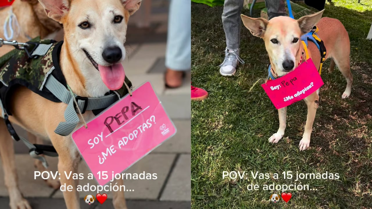 Pepa, la perrita que no consigue a hogar, a pesar de pasar por 15 jornadas de adopción.