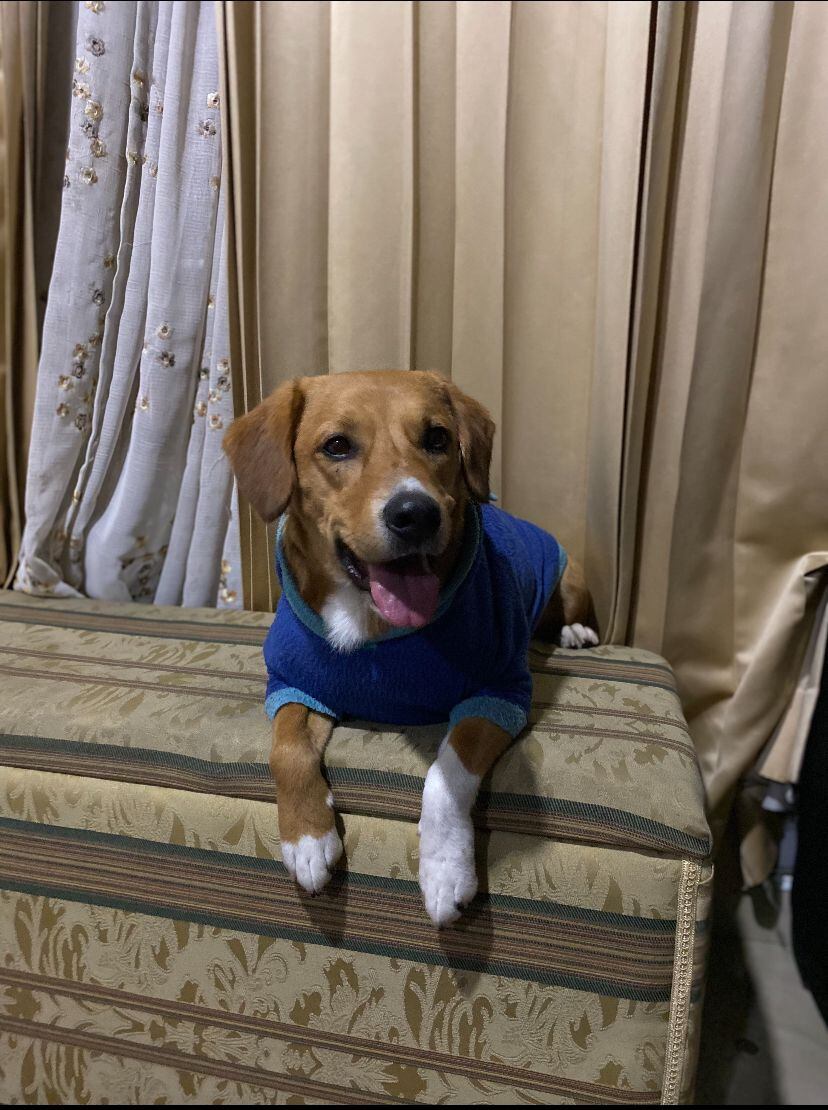 Se busca a ´Cinco´ perrito perdido en Bogotá