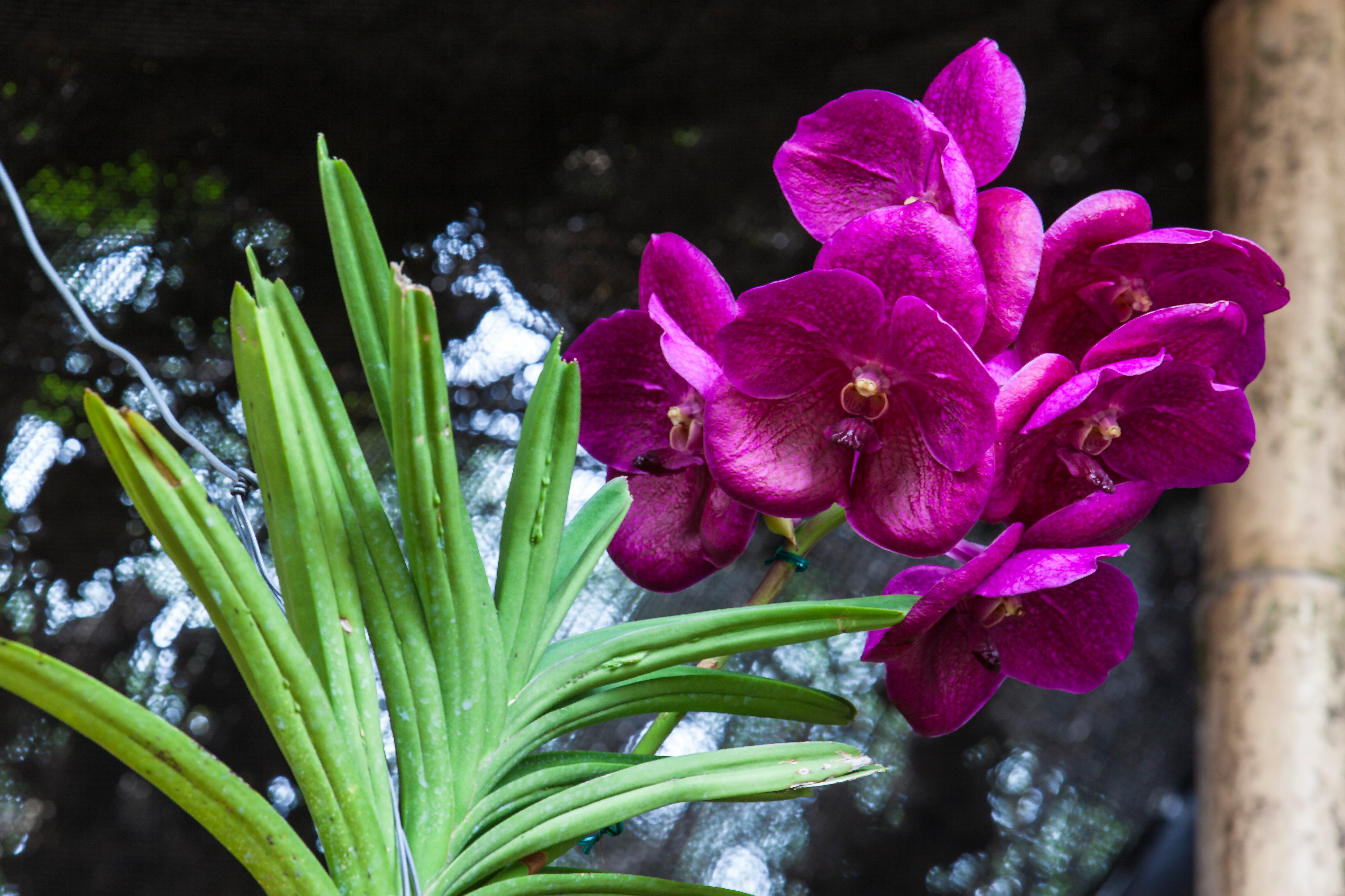 Colombia mostrará su biodiversidad en la Feria Internacional de Turismo (Fitur) 2023