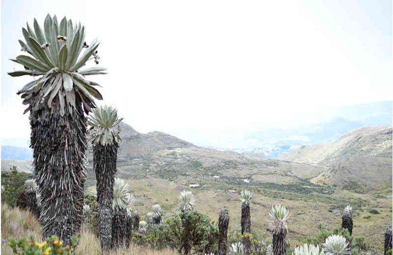 Los frailejones son llamados así por su porte erguido, su tallo cubierto por muchas hojas secas que de lejos los hace parecidos a un fraile.