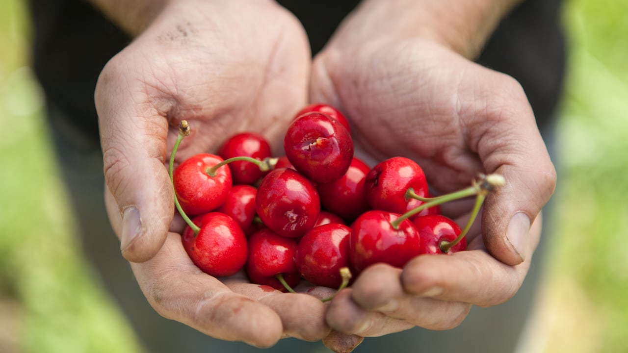El hecho de contener flavonoides antocianinas hace que la cereza sea una fruta ideal para las personas que padecen hiperuricemia o altos niveles de ácido úrico.