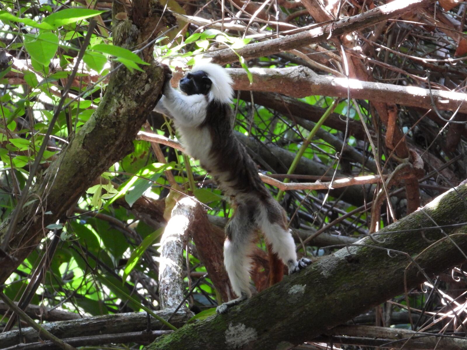 Liberación de animales en Caldas