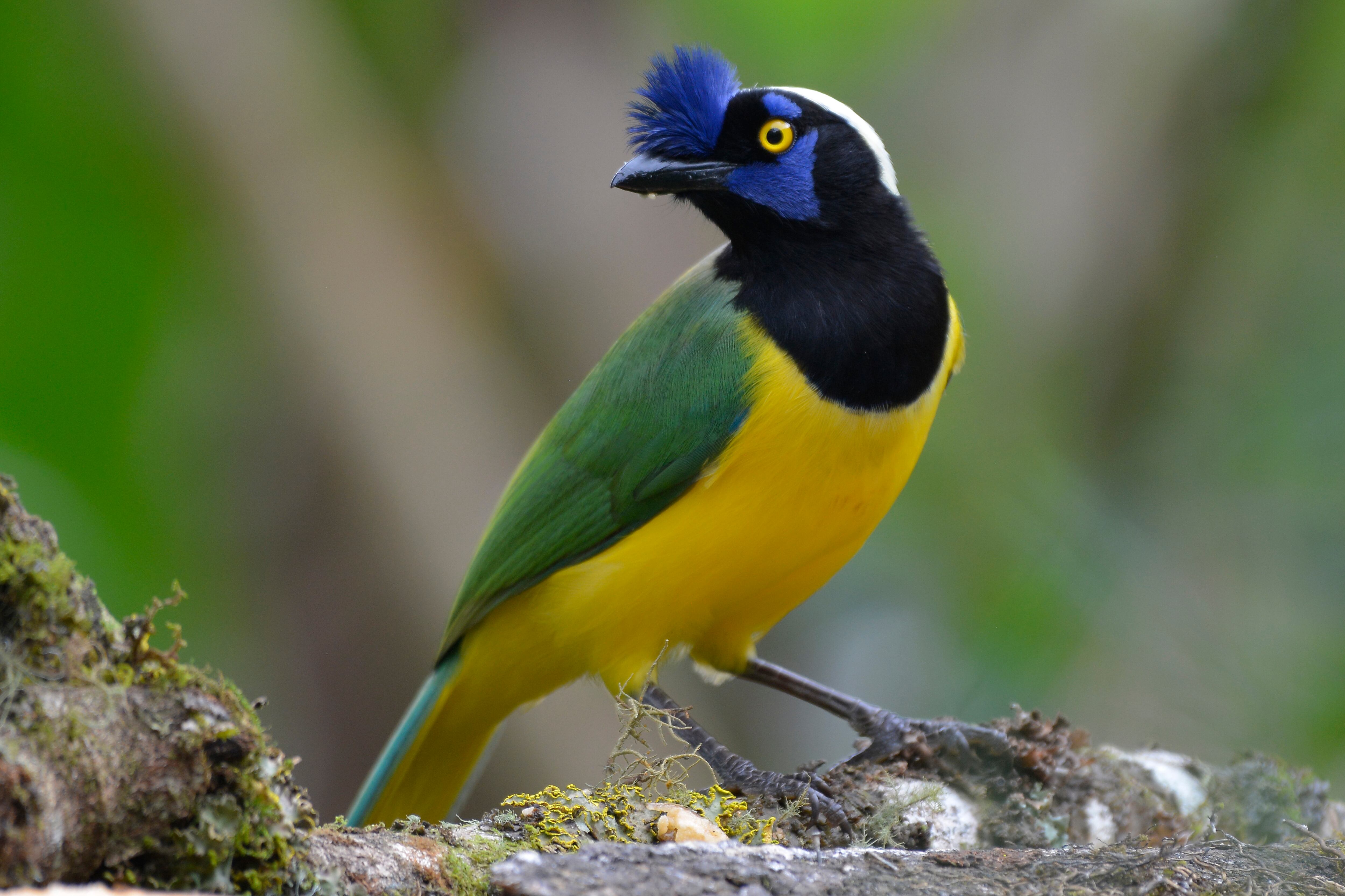 Global Big Day 2023 Colombia. Es la jornada de ciencia ciudadana más grande del mundo, donde avituristas expertos y aficionados retratan la mayor variedad de especies posibles en todo el planeta. Se llevará a cabo este 13 de mayo, Día Mundial de las Aves Migratorias