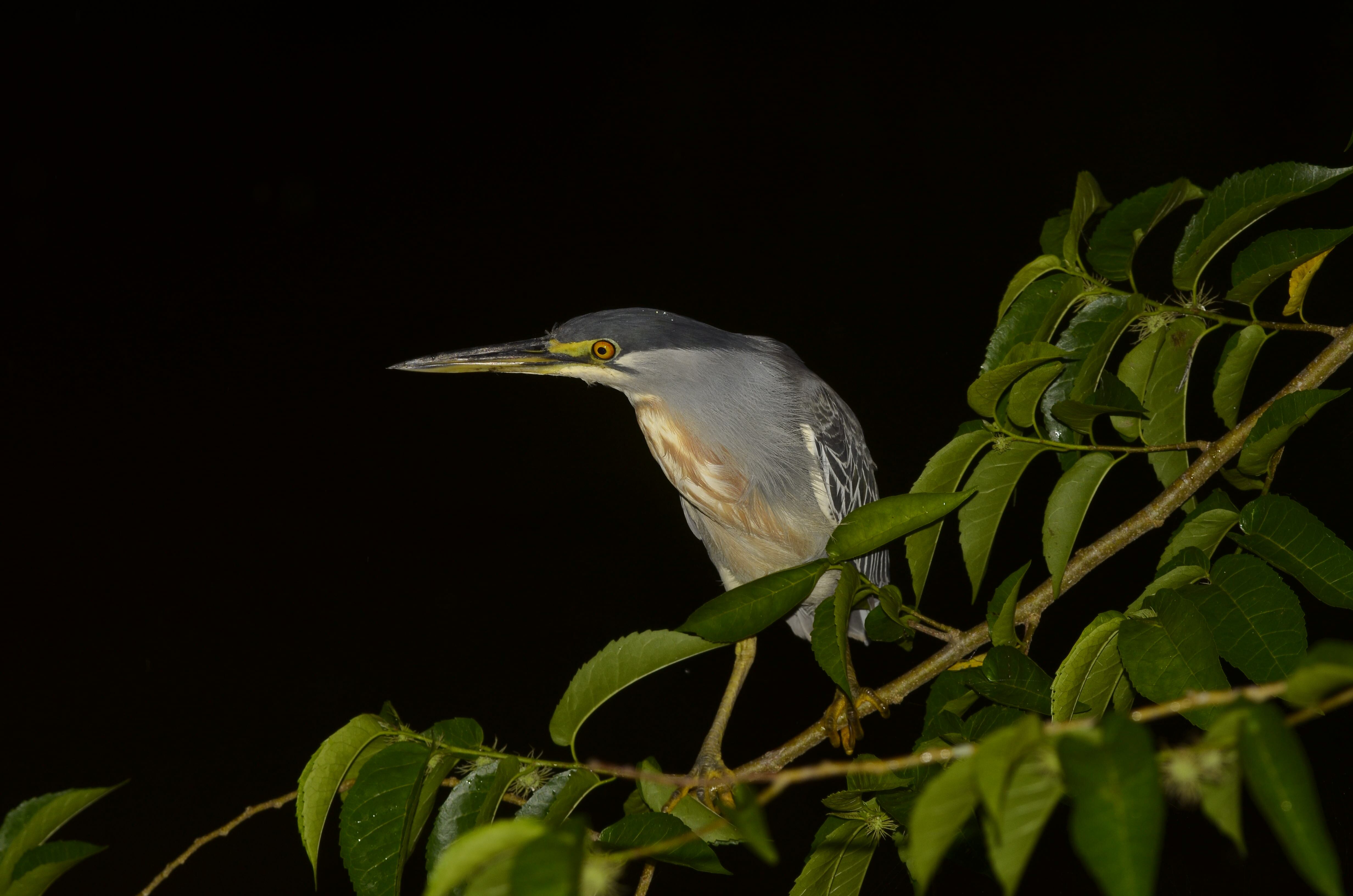 Butroides striata, Sabanas de San Ángel, Monterrubio, Magdalena.