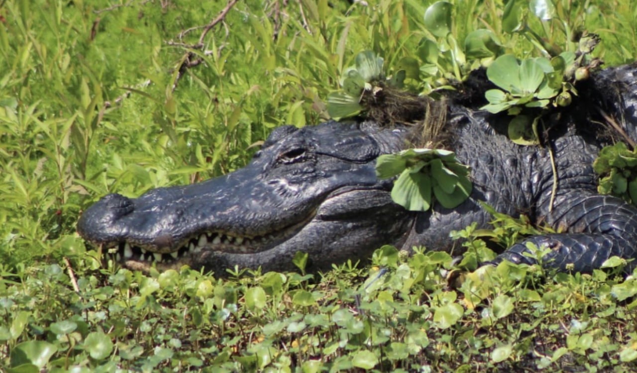 El caimán tenía en su boca al perro de la abuelita de 85 años (nota de referencia)
