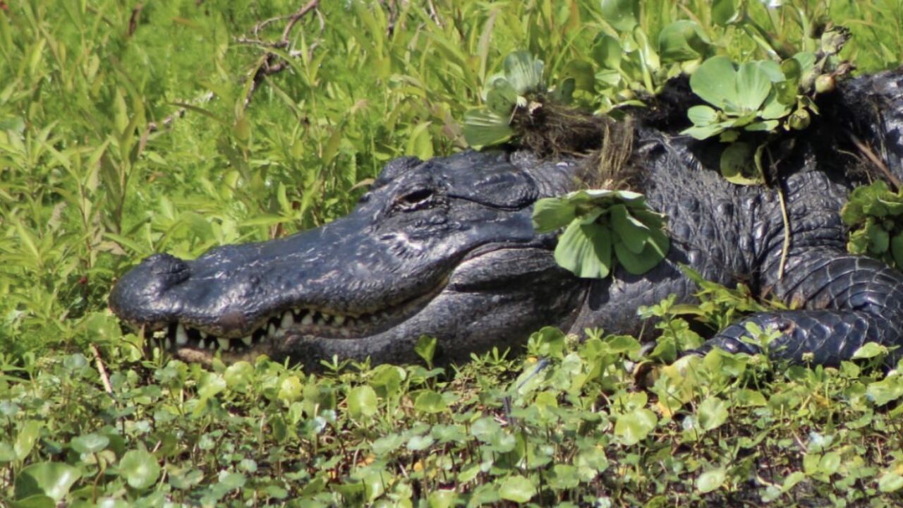El caimán tenía en su boca al perro de la abuelita de 85 años (nota de referencia)