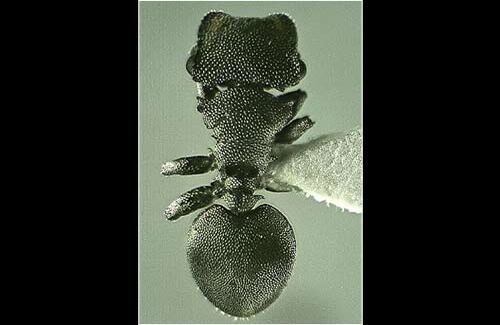 La Hormiga Cabezona de las Orquídeas es una extraña especie que en Colombia únicamente habita en el Parque Nacional Natural Gorgona, lo cual la ubica en un estado vulnerable de extinción.