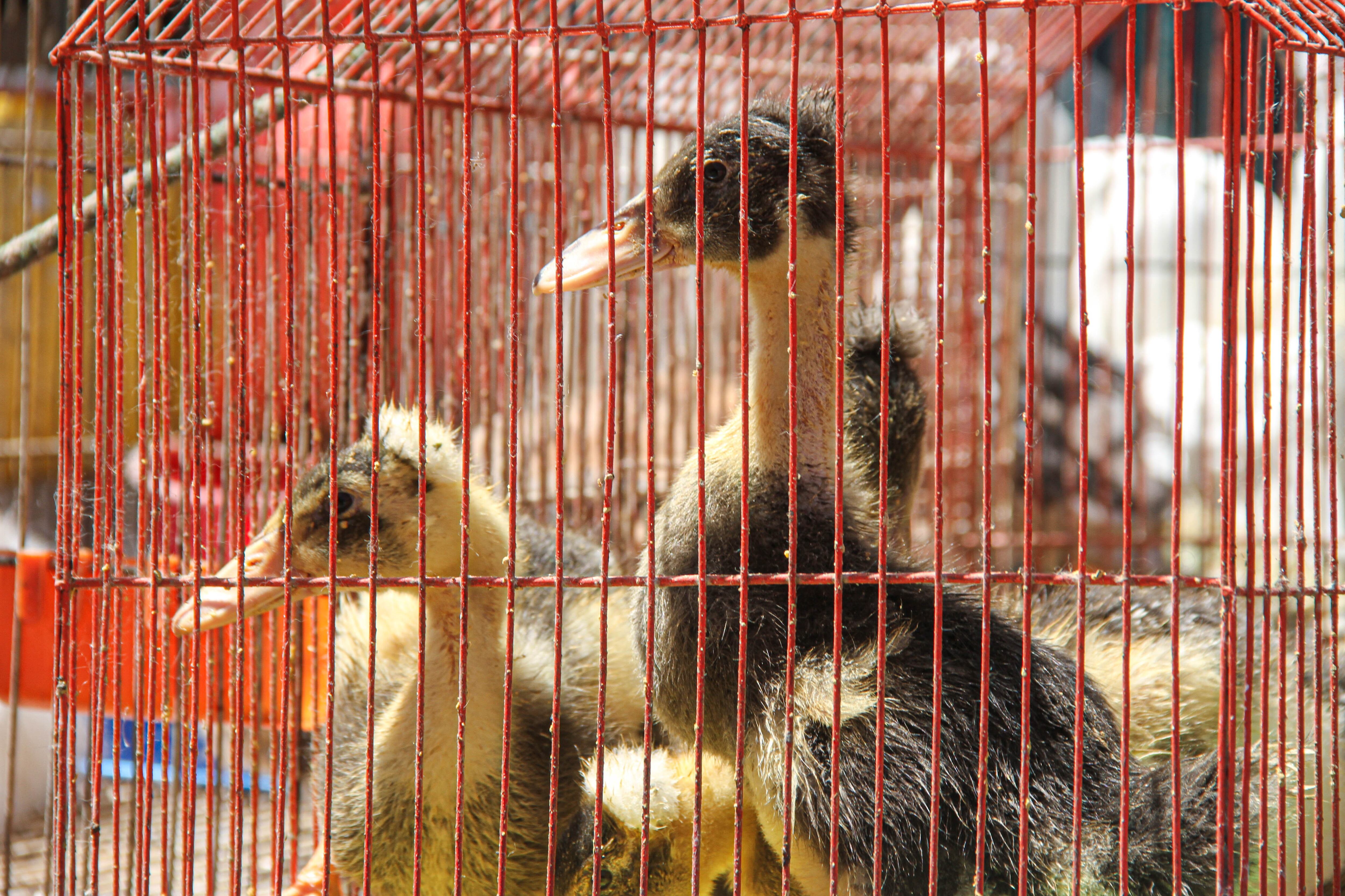 Animales rescatados San Cristóbal.