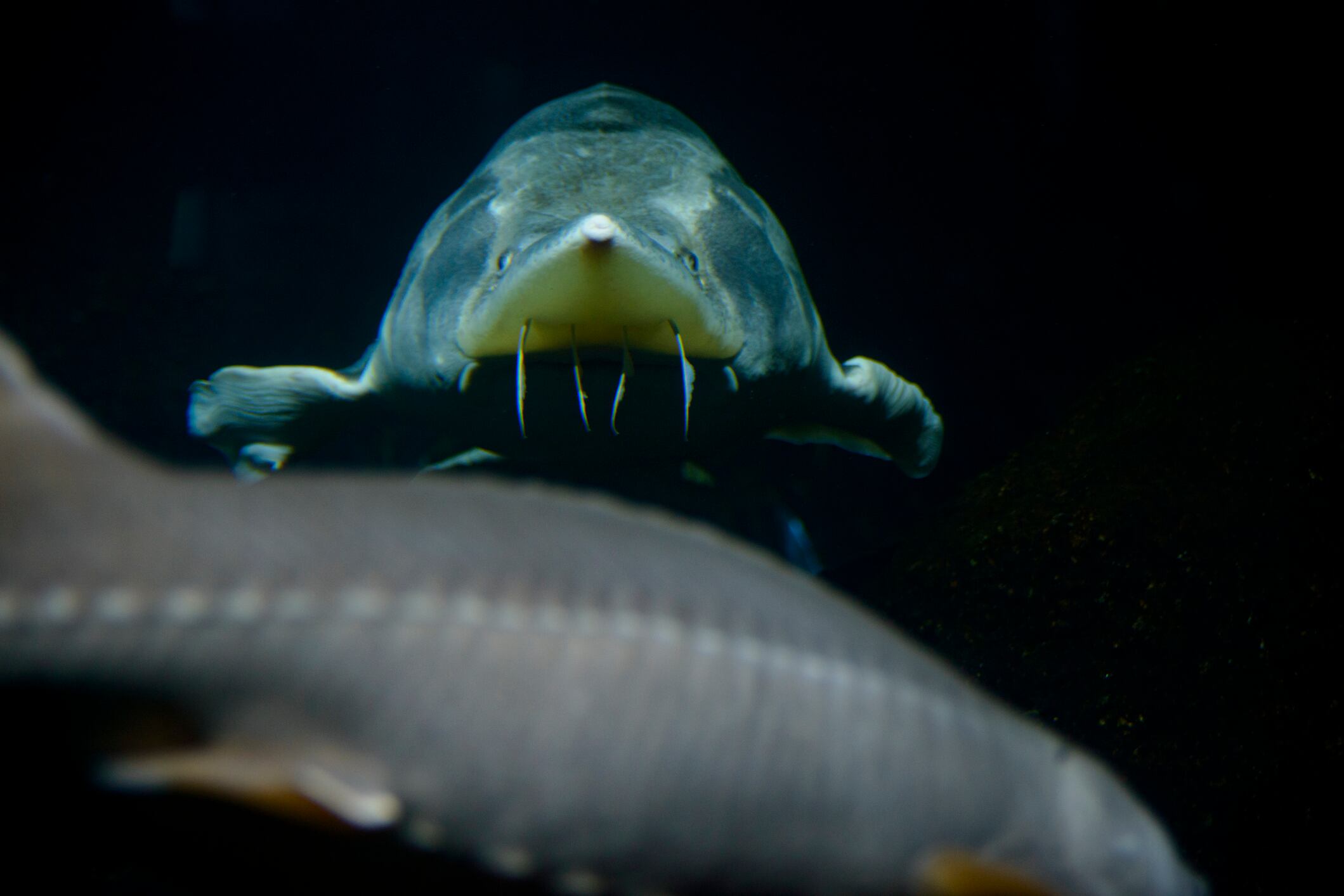 El plan es que crezcan en un lago cercano y regresen al arroyo para reproducirse.