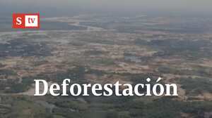 Deforestación imparable
