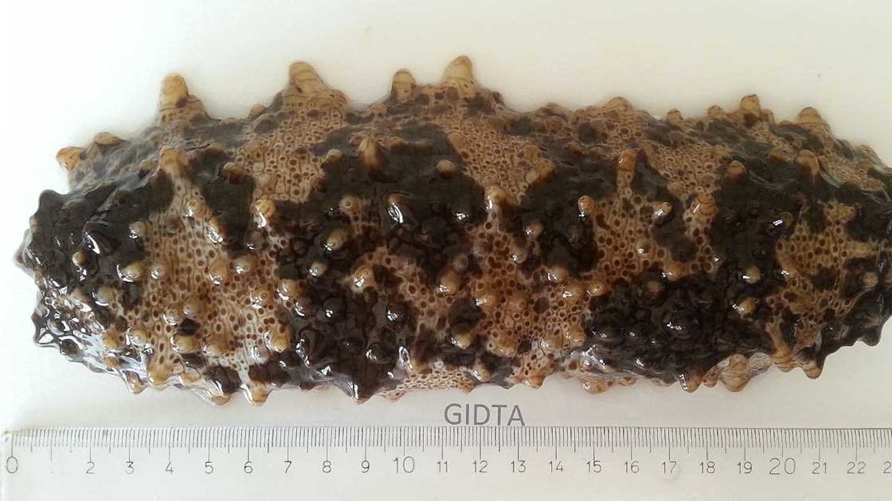 Nombre científico: Isostichopus sp.nov / Foto: Cortesía Universidad de Magdalena.