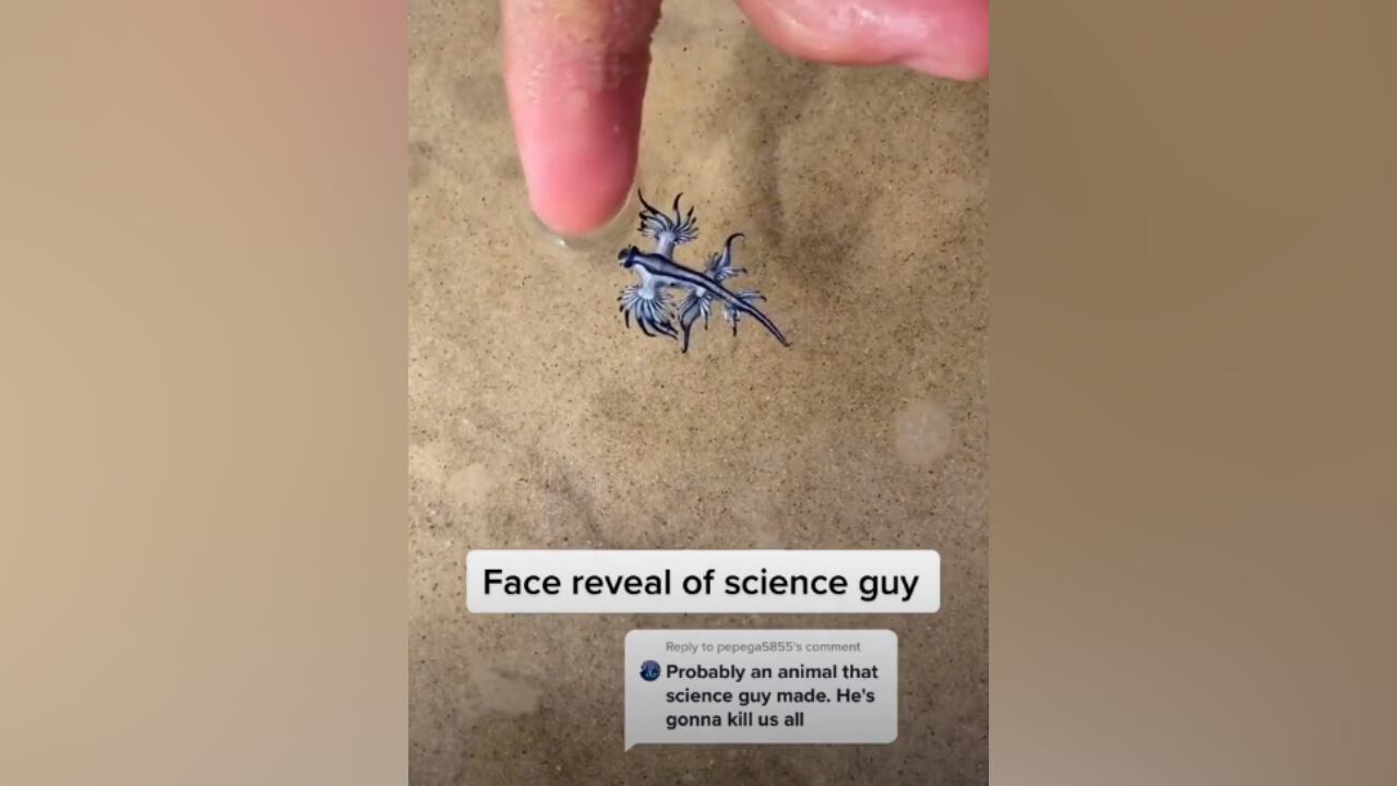 El usuario de TikTok, mientras manipulaba la criatura, no sabía que, si era atacado, podía morir.