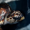 182 especies están en peligro crítico, -es decir que se encuentran en un riesgo de extinción extremadamente alto-; 431 en peligro o riesgo muy alto; y 689 en vulnerable, en riesgo alto.