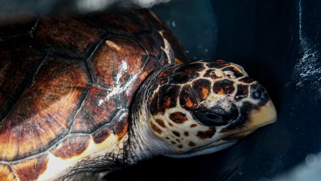 En total, 182 especies están en peligro crítico, es decir, que se encuentran en un riesgo de extinción extremadamente alto-; 431 en peligro o riesgo muy alto; y 689 en vulnerable, en riesgo alto.