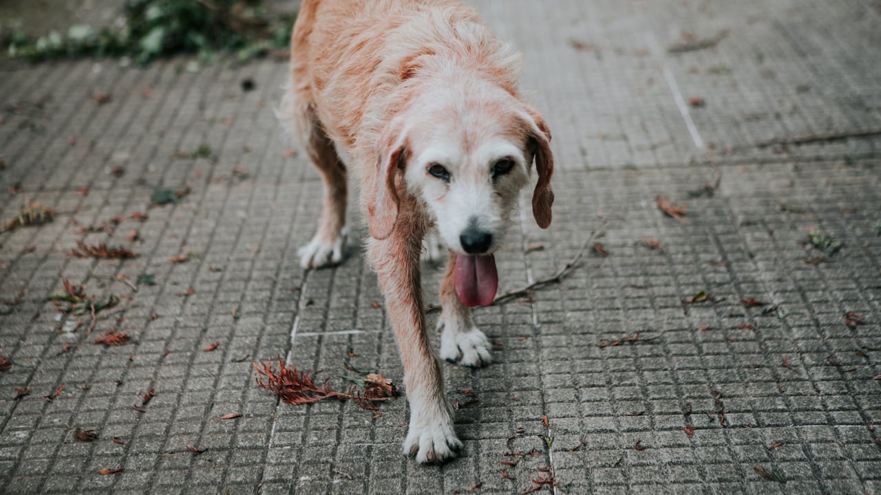 Hay formas de ayudar a los animales callejeros heridos y una de ellas es llamando a la línea 123.