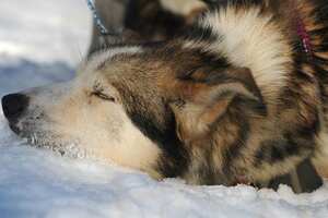 Un perro descansa en la nieve en el puesto de control de Koyuk durante la carrera de trineos tirados por perros más exigente del mundo que este años transcurre entre Willow Lake hasta Nome Alaska. los 'mushers' y sus perros deberá circular a lo largo de 1.600 kilometros. (AP)