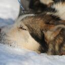 Un perro descansa en la nieve en el puesto de control de Koyuk durante la carrera de trineos tirados por perros más exigente del mundo que este años transcurre entre Willow Lake hasta Nome Alaska. los 'mushers' y sus perros deberá circular a lo largo de 1.600 kilometros. (AP)