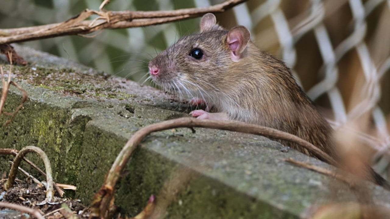 Imagen de referencia.