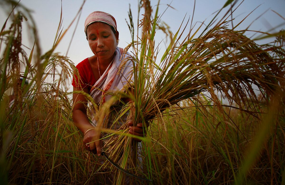 Una mujer cosecha arroz a las afueras de Gauhti, India. El país es uno de los mayores exportadores mundiales del grano, y se encuentra actualmente en un debate con Estados Unidos sobre la posibilidad de una política nacional que subsidie a quienes cosechan el producto. (AP)