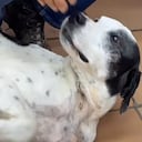 Tino, el perro que sobrevivió a una mordedura de serpiente.