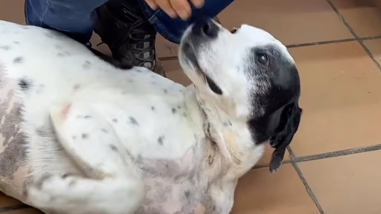 Tino, el perro que sobrevivió a una mordedura de serpiente.