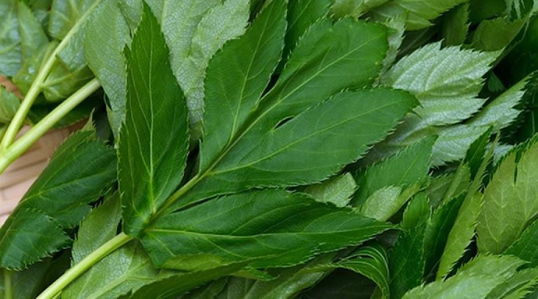 La ashibata tiene numerosas propiedades para el organismo