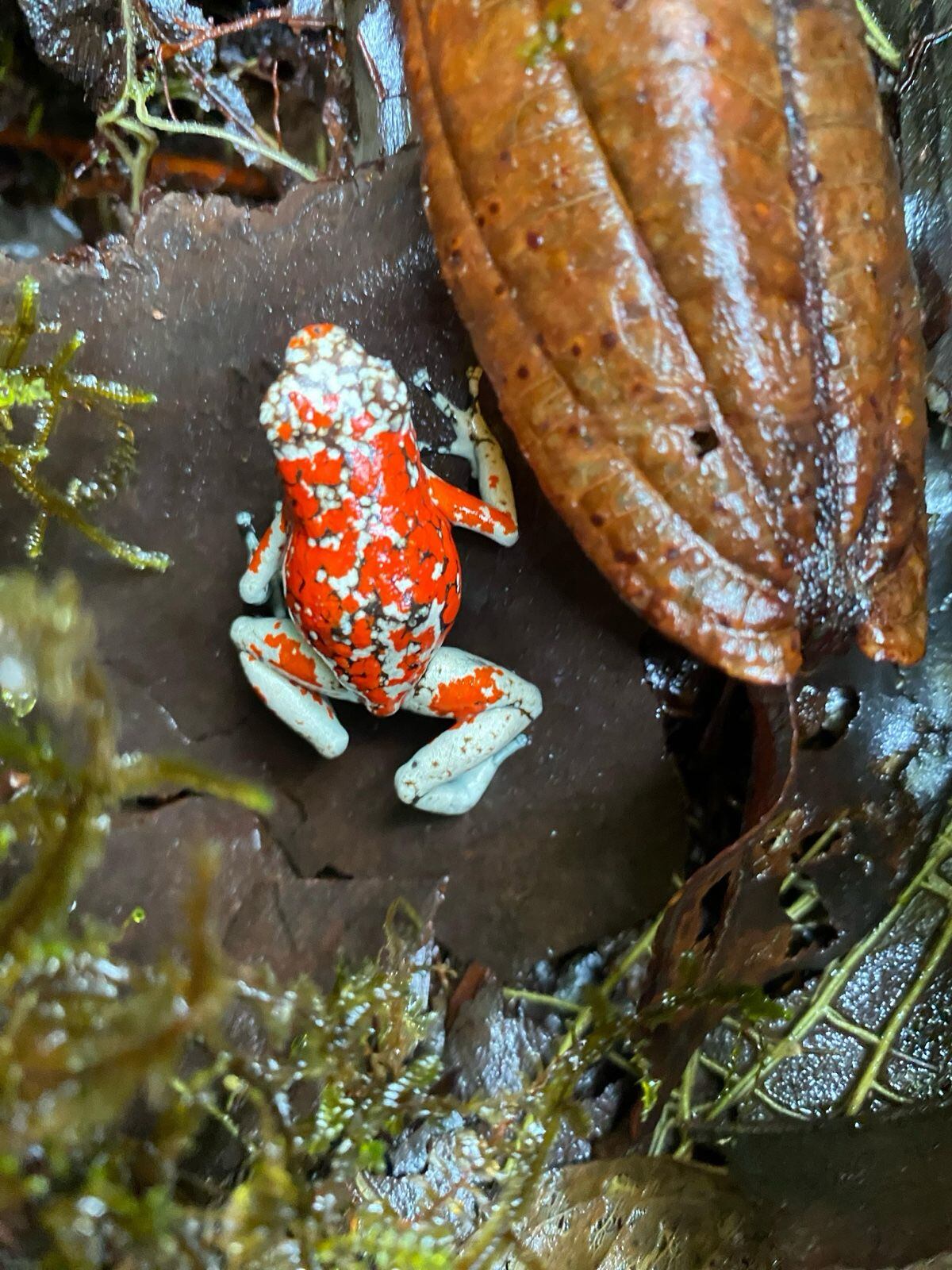 Ranas venenosas liberadas en Tumaco (Nariño).
