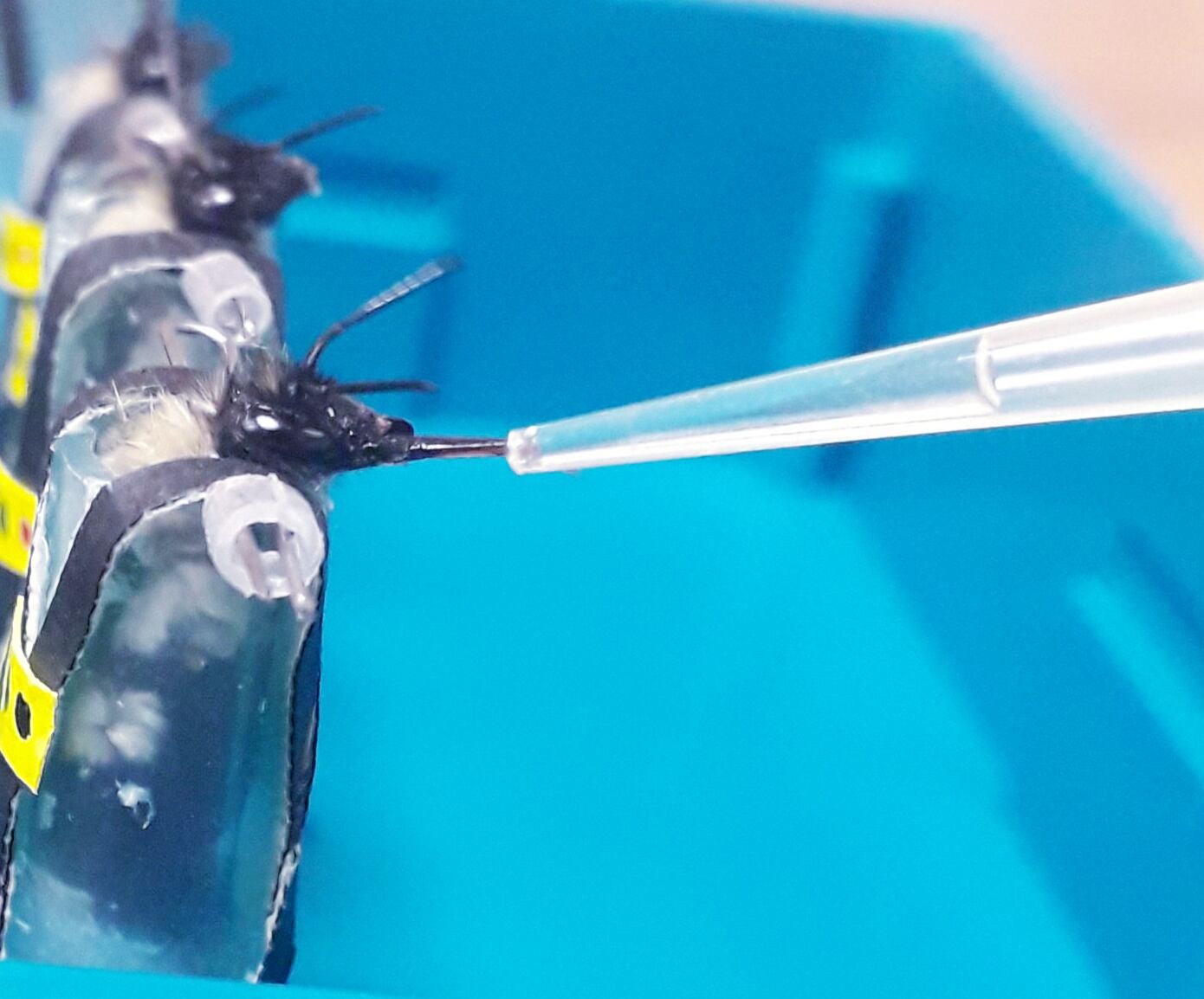 Patente internacional, U Rosario