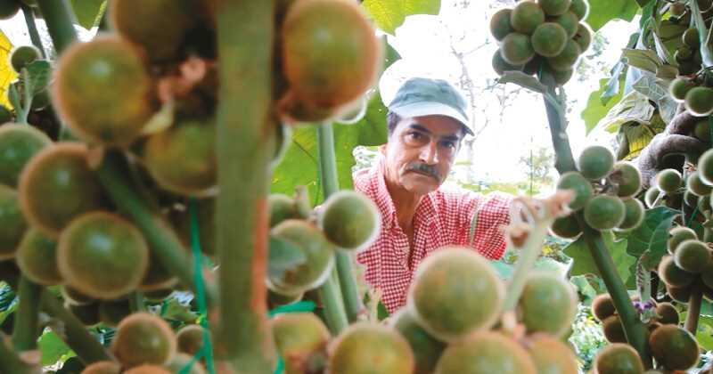 El lulo es una de las frutas más representativas del agro colombiano.