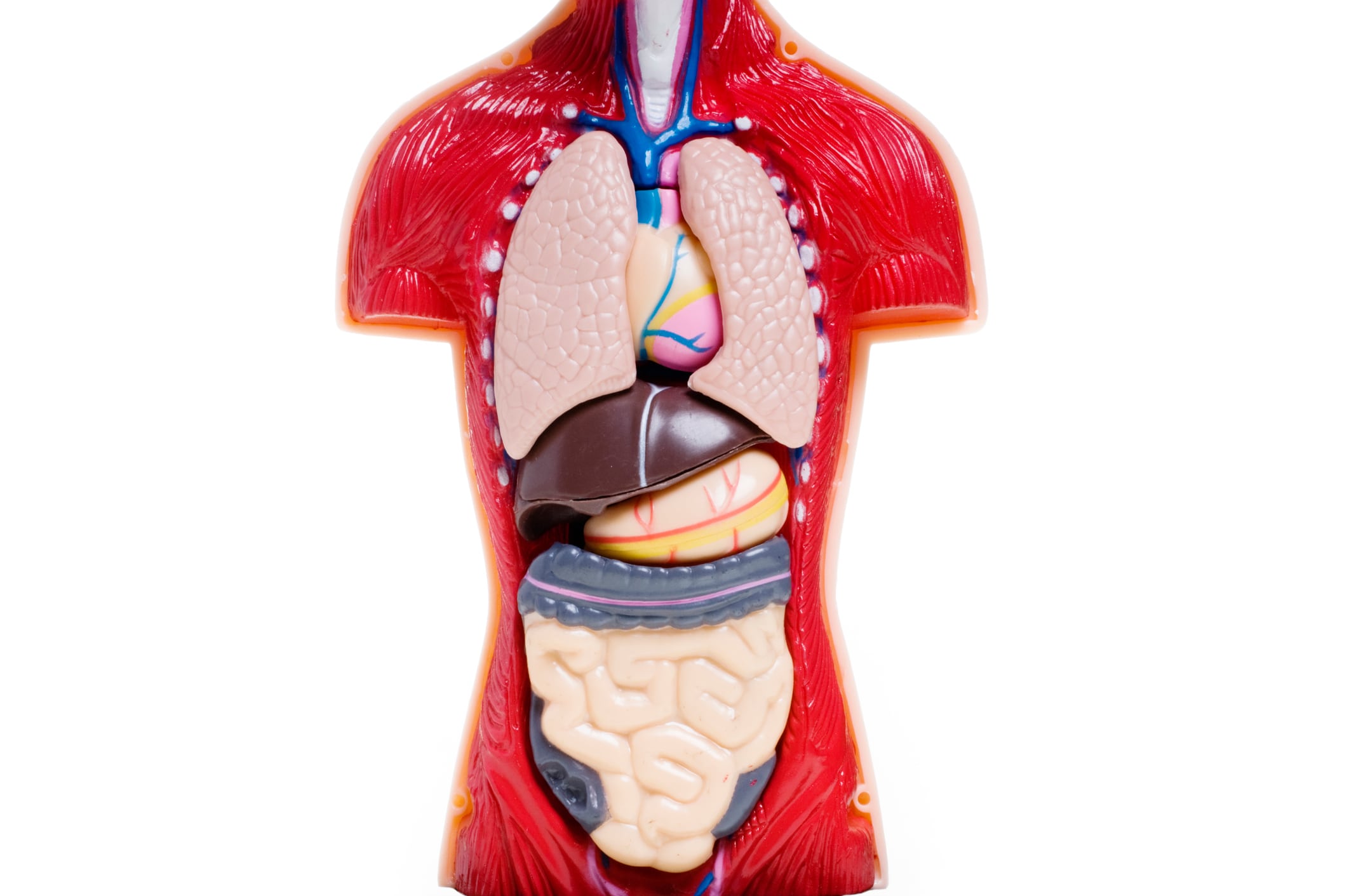 Foto de referencia sobre el cuerpo humano