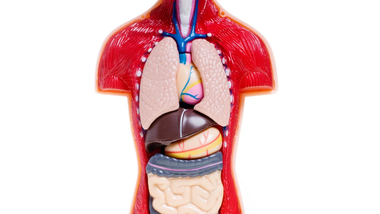 El páncreas produce jugos que ayudan a descomponer los alimentos,