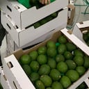Incautación de cocaína en aguacates