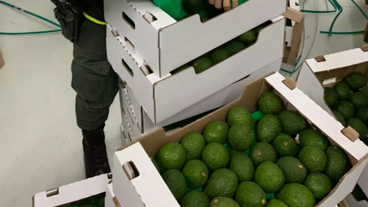 Incautación de cocaína en aguacates