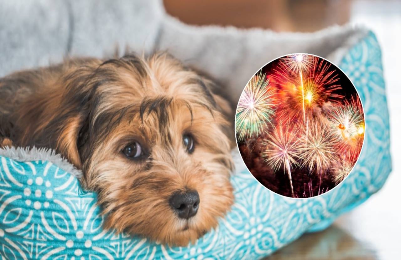 La petición realizada por internet busca prohibir la pólvora sonora que afecta a los animales y el medio ambiente.