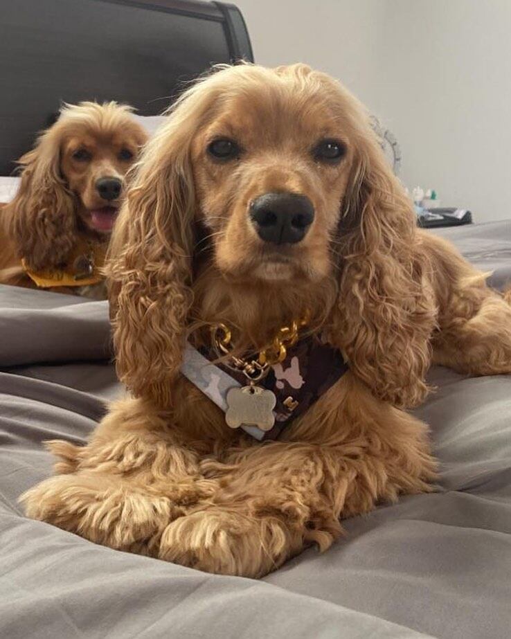 Foto: Instagram @elreydeldespecho.