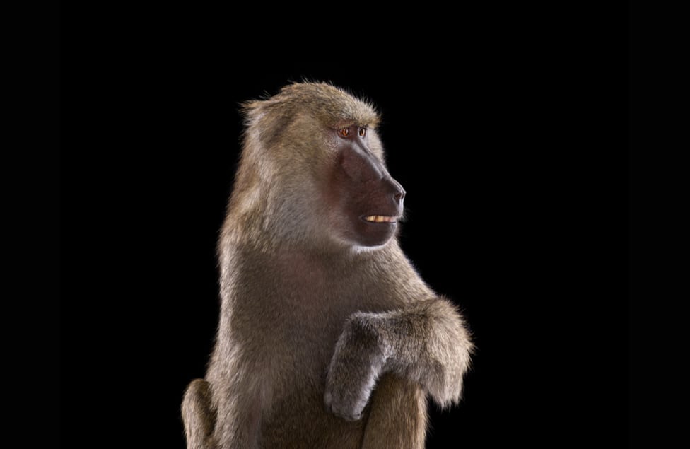 El fotografo estadounidense Brad Wilson decidió aproximarse a la fotografía de animales desde una perspectiva distinta.