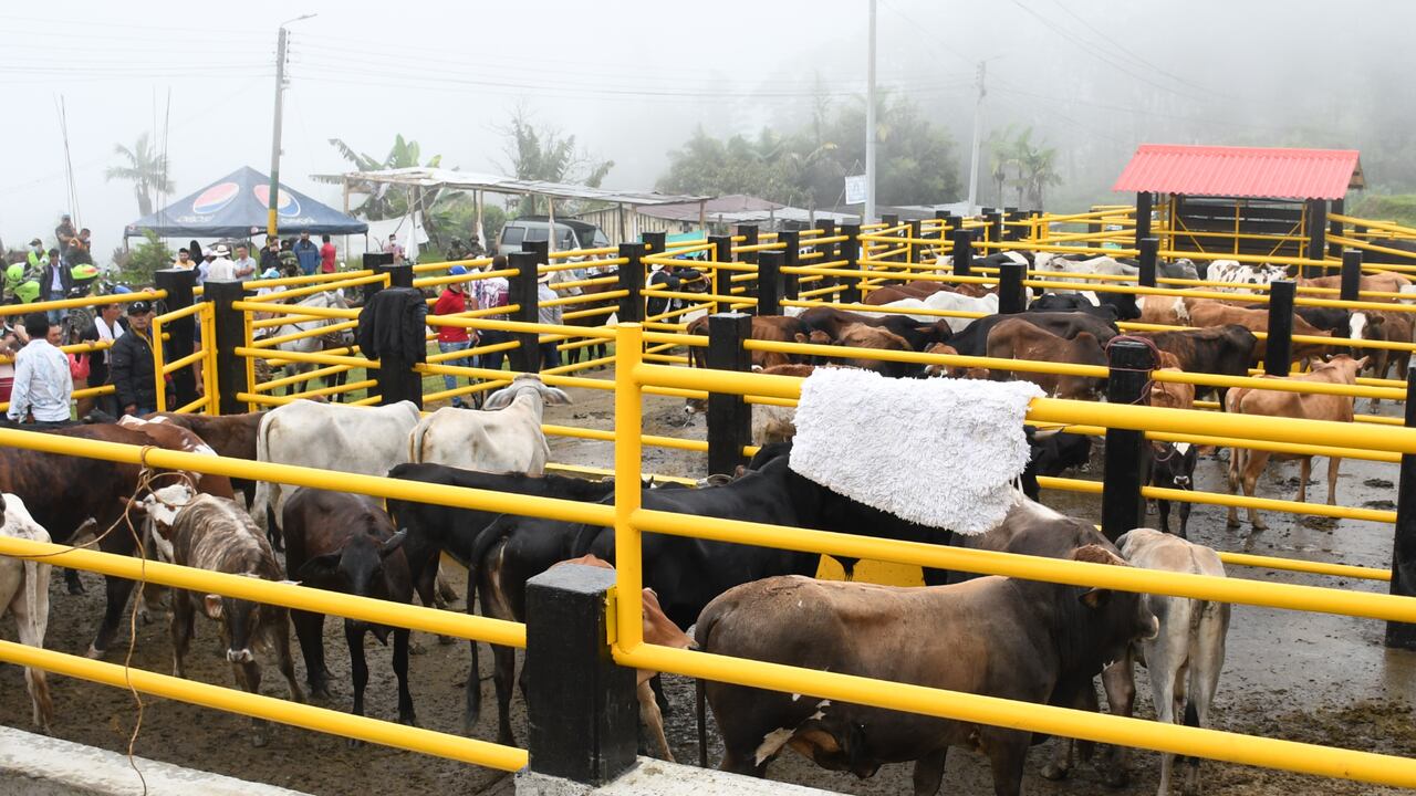 Campesinos y ganaderos recibieron un gran impulso a través de la ejecución de diferentes programas de asistencia técnica pecuaria y desparasitación de bovinos.