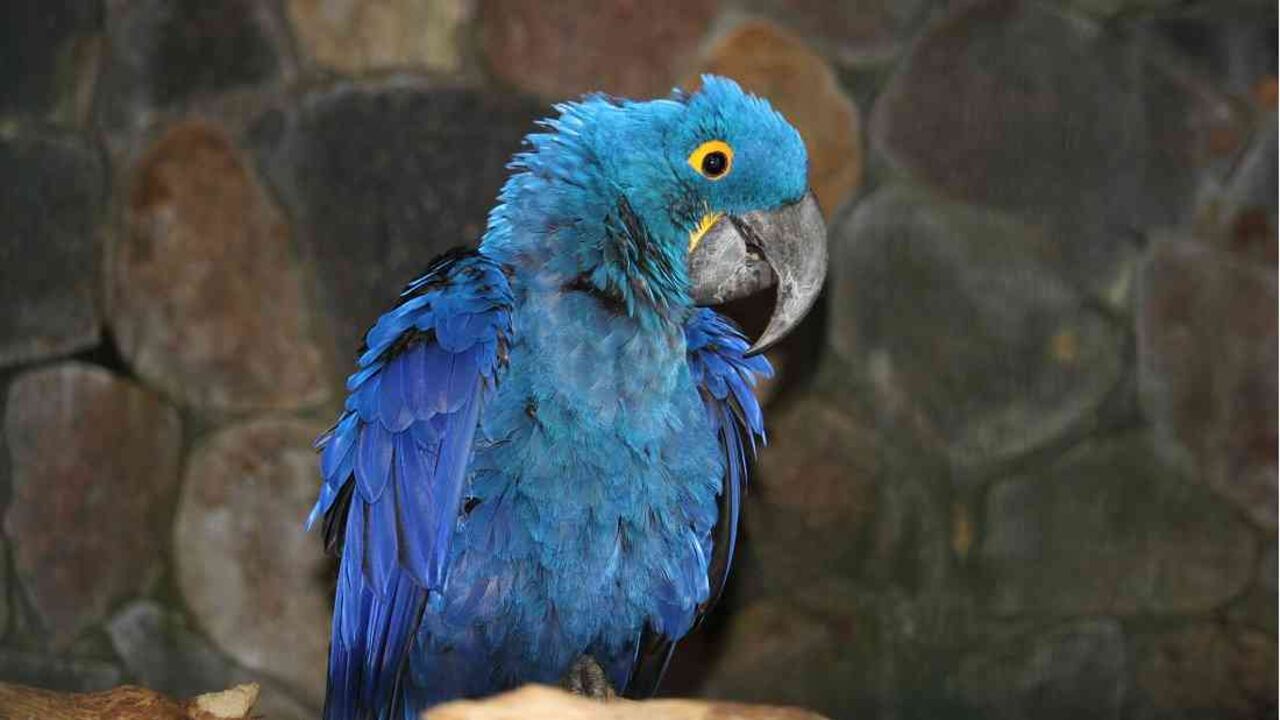 El guacamayo azul es una especie que se encontraba al borde de la extinción, pero hace no más de un mes nació una cría en el aviario de la ONG Asociación de Ornitófilos y afines, ubicada en Paraguay. De acuerdo con una investigación realizada por Bird Life, esta especie de loro nativo de Brasil, se extinguió en el 2000 a causa de la deforestación; sin embargo, tiempo después se determinó que había algunos ejemplares que preservan la especie, pero no deja de estar en riesgo. Foto: Getty Images