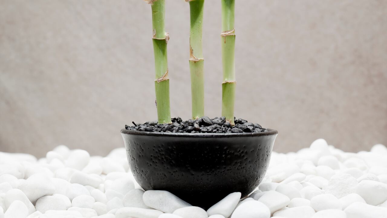 Activar las propiedades positivas del bambú de la suerte y colocarlo estratégicamente en su hogar puede ser la clave para atraer la riqueza.
