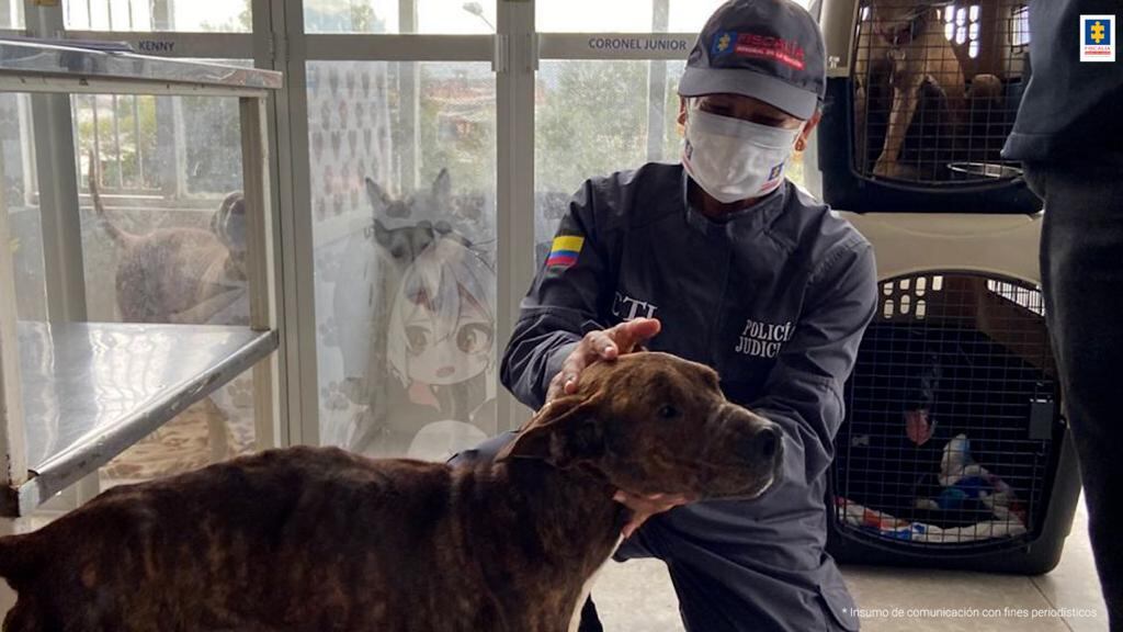 La Fiscalía - Grupo Gelma, logró la judicialización de dos hombres que, en hechos distintos, habrían causado graves afectaciones a animales en Bogotá (Cundinamarca) e Ibagué (Tolima).