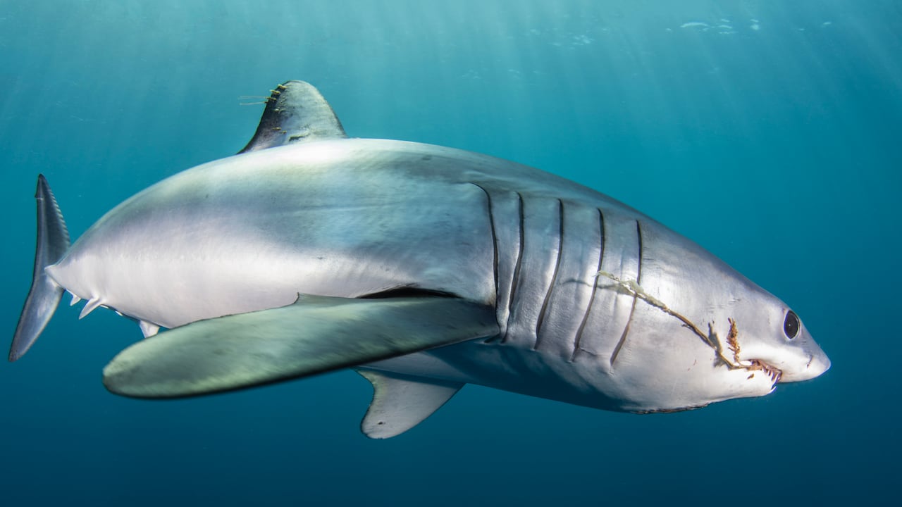 Este tiburón habita en un entorno que permanece oculto a nuestros ojos. (Foto de referencia)