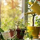 Truco con las plantas.