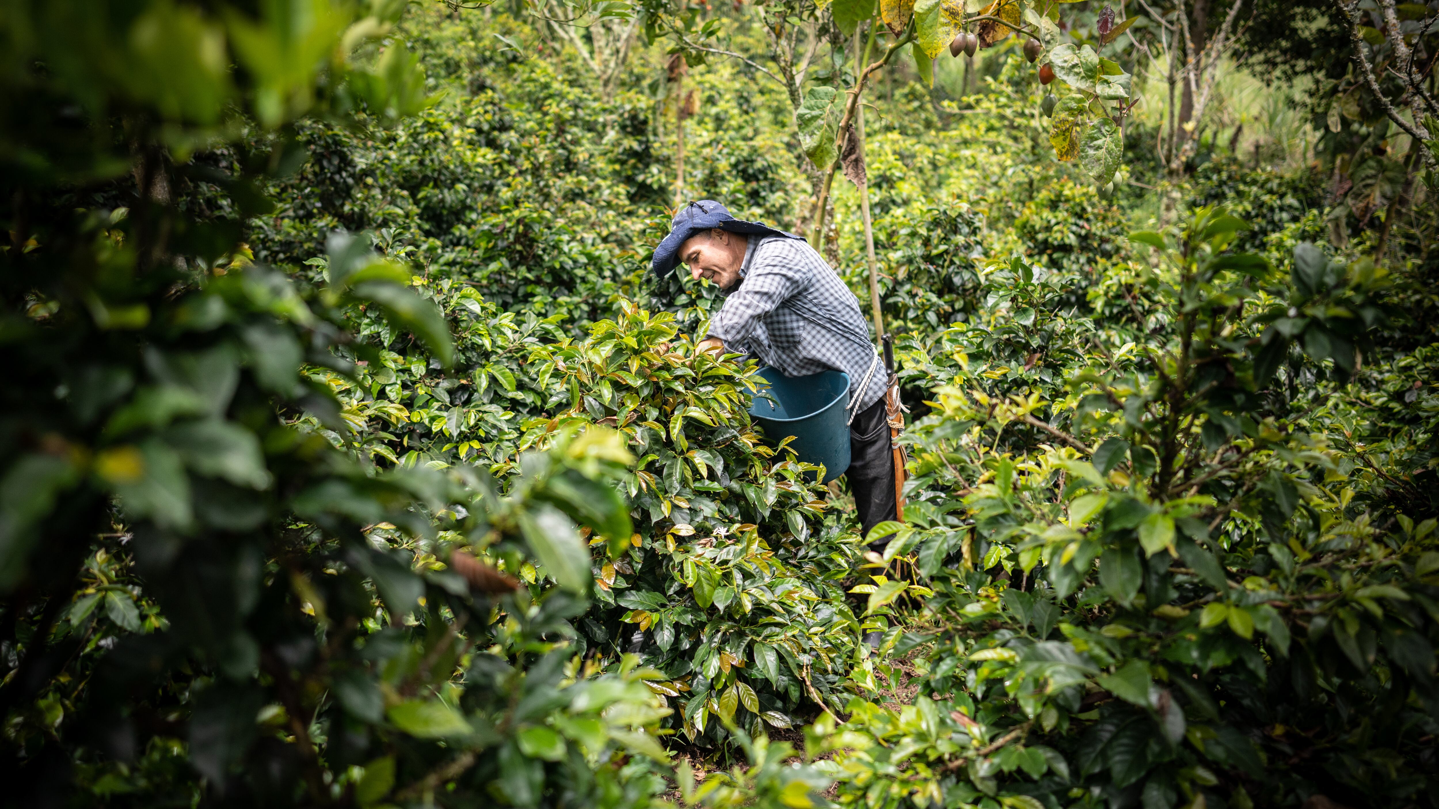Inversiones del sector cafetero en Tolima