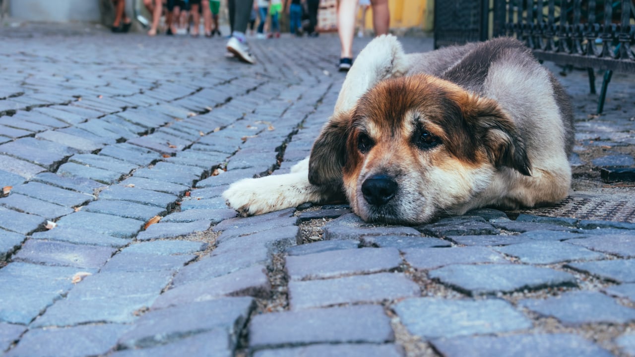 ¿Por qué los perros se echan al frente de la puerta?