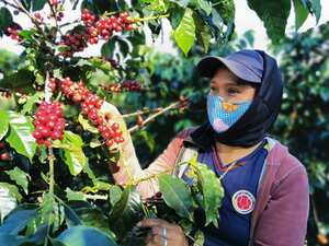 Recolección cafetera. Foto: Cortesía FNC