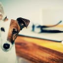 Un estudio publicado por la American Heart Association, determinó que las personas que sacan a pasear a su mascota tienen un 54% más de energía en el día.